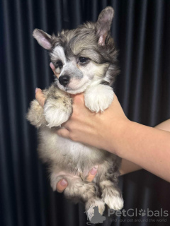 Foto №4. Ich werde verkaufen chinesischer schopfhund in der Stadt Košice. züchter - preis - verhandelt