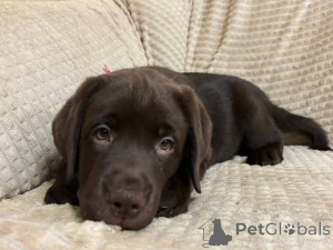Foto №3. Welpen Labrador-Retriever. Russische Föderation