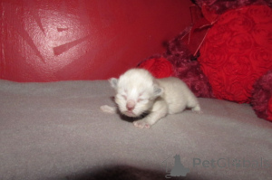 Foto №3. Ragdolls zum Verkauf. USA