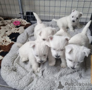 Foto №1. west highland white terrier - zum Verkauf in der Stadt Brüssel | 200€ | Ankündigung № 123536