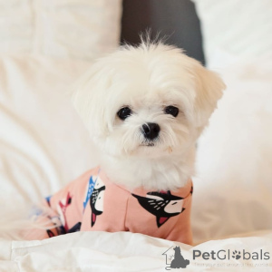 Foto №2 zu Ankündigung № 164001 zu verkaufen malteser - einkaufen Finnland quotient 	ankündigung, aus dem tierheim