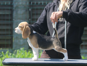 Foto №1. beagle - zum Verkauf in der Stadt Minsk | 506€ | Ankündigung № 2897
