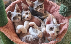 Foto №1. devon rex - zum Verkauf in der Stadt Hamburg | 872€ | Ankündigung № 160336