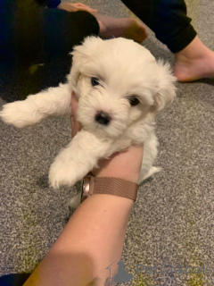 Foto №3. Bichon Frise Welpen. Belgien