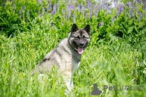 Zusätzliche Fotos: Unglaublicher Hund Nori sucht ein Zuhause!