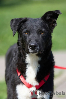 Foto №1. mischlingshund - zum Verkauf in der Stadt Moskwa | Frei | Ankündigung № 145974