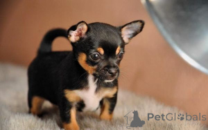 Foto №2 zu Ankündigung № 175025 zu verkaufen chihuahua - einkaufen Ungarn 
