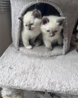 Foto №1. ragdoll-katze - zum Verkauf in der Stadt Bonndorf | 350€ | Ankündigung № 153223