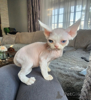 Foto №1. devon rex - zum Verkauf in der Stadt Dettenheim | 350€ | Ankündigung № 169819