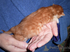 Foto №2 zu Ankündigung № 75833 zu verkaufen maine-coon-katze - einkaufen Niederlande quotient 	ankündigung, vom kindergarten