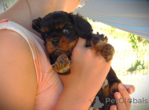 Foto №2 zu Ankündigung № 172458 zu verkaufen cavalier king charles spaniel - einkaufen Frankreich 