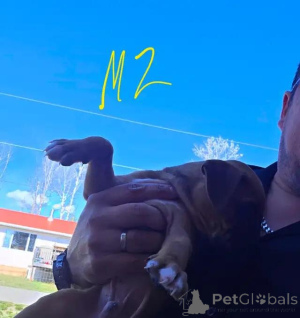 Foto №1. dogue de bordeaux - zum Verkauf in der Stadt Taufkirchen | 580€ | Ankündigung № 175983