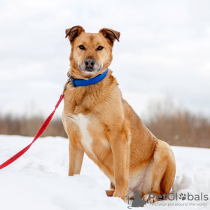 Foto №2 zu Ankündigung № 78100 zu verkaufen mischlingshund - einkaufen Russische Föderation aus dem tierheim