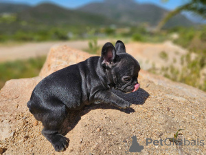 Foto №3. Französische Bulldogge, weiblich, AKC-Haustierqualität. USA