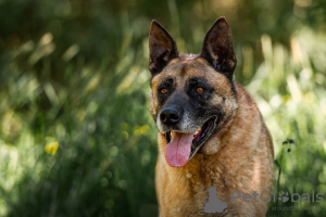 Foto №2 zu Ankündigung № 59710 zu verkaufen malinois - einkaufen Russische Föderation quotient 	ankündigung