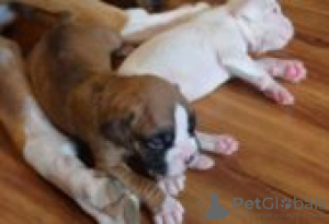 Foto №3. Boxerwelpen zu verkaufen. Finnland