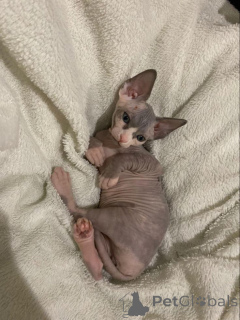 Foto №1. sphynx-katze - zum Verkauf in der Stadt Aizlenten | 450€ | Ankündigung № 157343