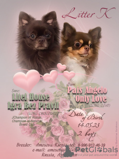 Foto №3. Chihuahua-Welpen. Russische Föderation