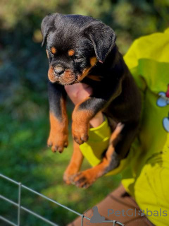 Foto №4. Ich werde verkaufen rottweiler in der Stadt Kragujevac.  - preis - verhandelt