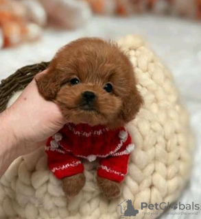 Foto №2 zu Ankündigung № 133961 zu verkaufen pudel (royal) - einkaufen USA 