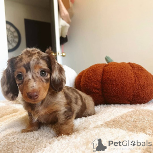 Foto №1. dackel - zum Verkauf in der Stadt Alkmar | verhandelt | Ankündigung № 148397