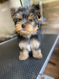 Foto №4. Ich werde verkaufen yorkshire terrier in der Stadt Bonn. quotient 	ankündigung - preis - 265€