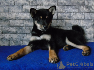 Foto №3. Shiba Inu (Shiba Inu) Welpen. Ukraine