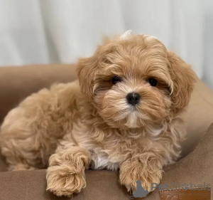 Foto №1. maltipu - zum Verkauf in der Stadt Schlechtes Soden-Salmünster | 300€ | Ankündigung № 167685