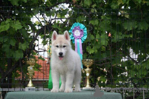 Foto №3. Siberian Husky. Serbien