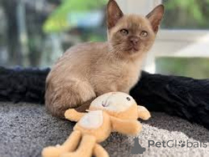 Foto №2 zu Ankündigung № 171556 zu verkaufen burma-katze - einkaufen Finnland quotient 	ankündigung, züchter