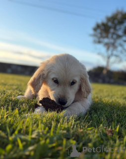 Foto №3. Golden Retriever-Welpen. Niederlande