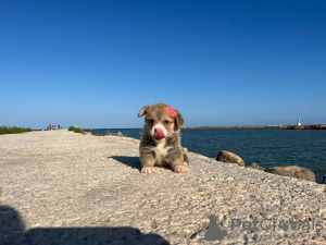 Foto №2 zu Ankündigung № 118371 zu verkaufen welsh corgi - einkaufen Spanien 