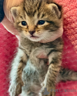 Foto №2 zu Ankündigung № 150610 zu verkaufen bengal katzenrasse - einkaufen Deutschland aus dem tierheim, züchter