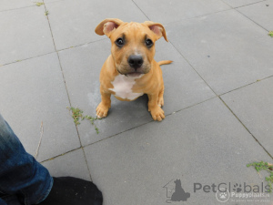 Foto №3. Amerikanische Bulldogge. Belgien