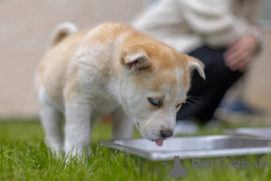 Foto №2 zu Ankündigung № 137987 zu verkaufen mischlingshund - einkaufen Großbritannien züchter