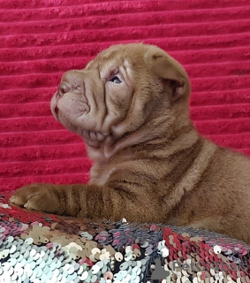 Foto №2 zu Ankündigung № 115414 zu verkaufen shar-pei - einkaufen Russische Föderation quotient 	ankündigung, züchter