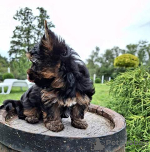 Foto №3. Yorkshire-Terrier-Welpen. Serbien