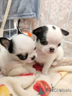 Foto №1. chihuahua - zum Verkauf in der Stadt Cremlingen | 450€ | Ankündigung № 169426