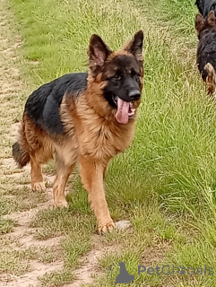 Foto №3. Deutscher Schäferhund Langhaar mit Stammbaum. Tschechische Republik
