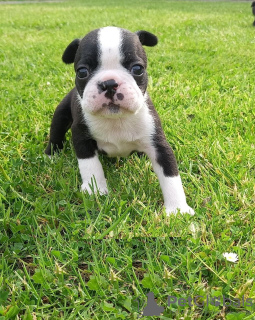 Foto №3. Entzückende Boston Terrier-Welpen zur kostenlosen Adoption. Deutschland