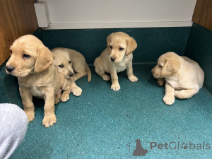 Foto №4. Ich werde verkaufen labrador retriever in der Stadt Wolfsberg. züchter - preis - 485€