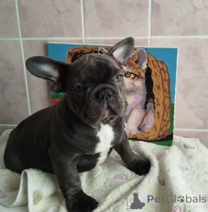 Foto №1. französische bulldogge - zum Verkauf in der Stadt Minsk | 500€ | Ankündigung № 161753