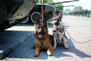 Foto №2. Service des Hundeführer in Russische Föderation. Price - Verhandelt. Ankündigung № 3631