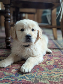 Foto №1. golden retriever - zum Verkauf in der Stadt Grevenmacher | verhandelt | Ankündigung № 168235