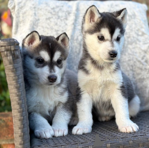 Foto №1. siberian husky - zum Verkauf in der Stadt Antwerpen | Frei | Ankündigung № 167848