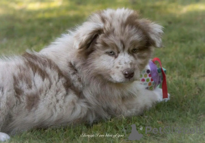 Foto №2 zu Ankündigung № 164504 zu verkaufen australian shepherd - einkaufen Belgien quotient 	ankündigung, züchter