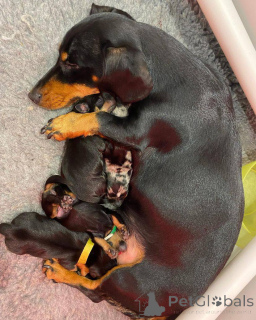 Foto №2 zu Ankündigung № 166199 zu verkaufen dackel - einkaufen Neuseeland züchter