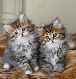 Foto №3. Sibirisches Kätzchen auf der Suche nach einer für immer Familie auf der Suche. Deutschland