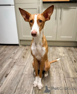 Foto №1. podengo português - zum Verkauf in der Stadt Aizlenten | 600€ | Ankündigung № 157827