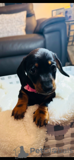 Foto №4. Ich werde verkaufen dackel in der Stadt Leinfelden-Echterdingen. quotient 	ankündigung - preis - 1600€